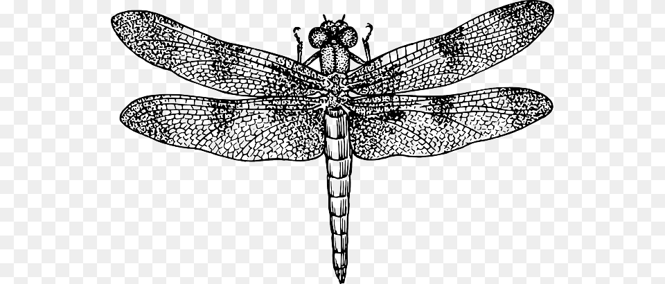 Dragon Black Diagram Outline Drawing Silhouette Dragonfly Black And White, Animal, Insect, Invertebrate, Fish Free Png