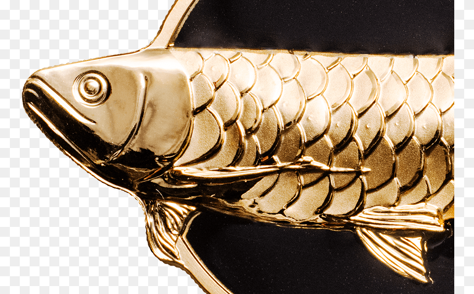 Dragon Fish, Animal, Carp, Sea Life, Gold Free Png