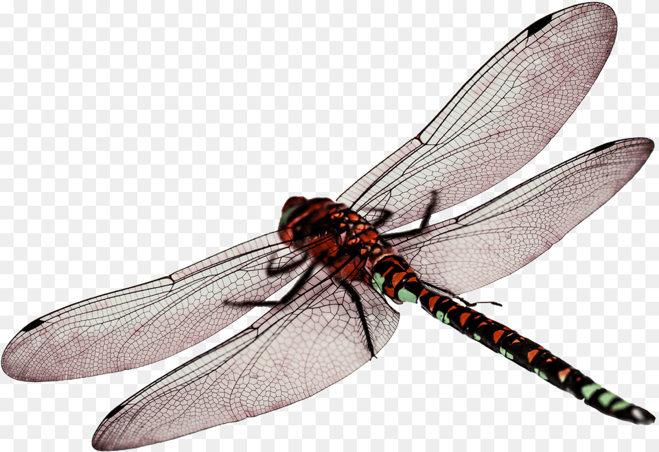 Dragon Fly Dragonfly, Animal, Insect, Invertebrate Png Image
