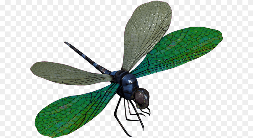 Dragon Fly Green Dragonfly Transparent, Animal, Insect, Invertebrate Free Png