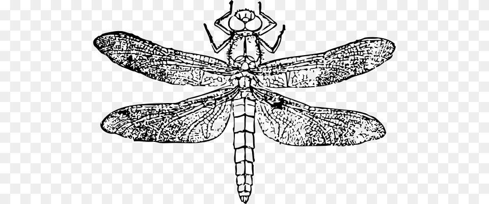 Dragon Fly Svg Clip Arts 594 X 400 Px, Animal, Dragonfly, Insect, Invertebrate Png Image
