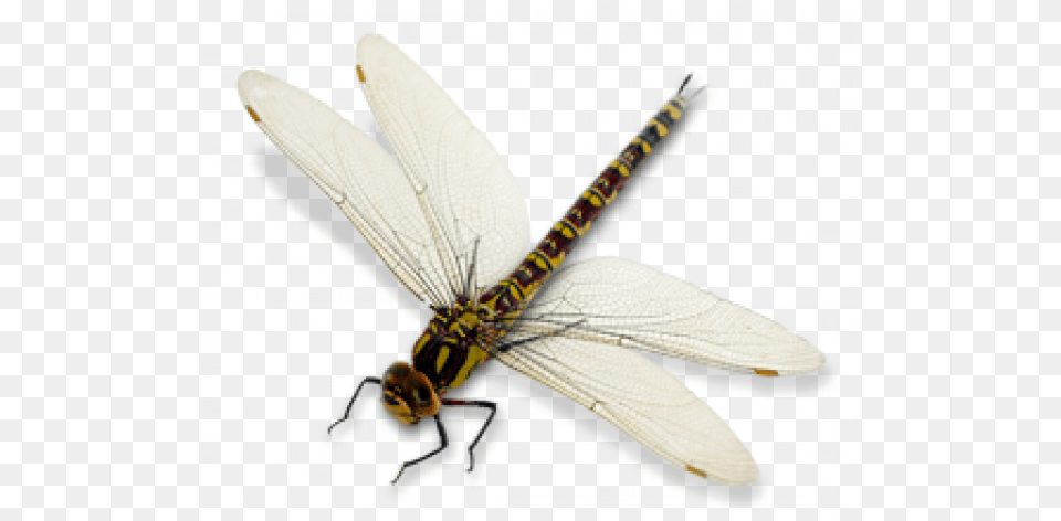 Dragon Fly Transparent U2013 Vector Green And Black Dragonfly, Animal, Insect, Invertebrate Free Png