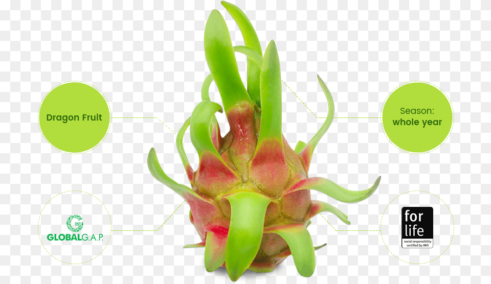 Dragon Fruit Dragonfruit, Plant, Flower, Food, Produce Png