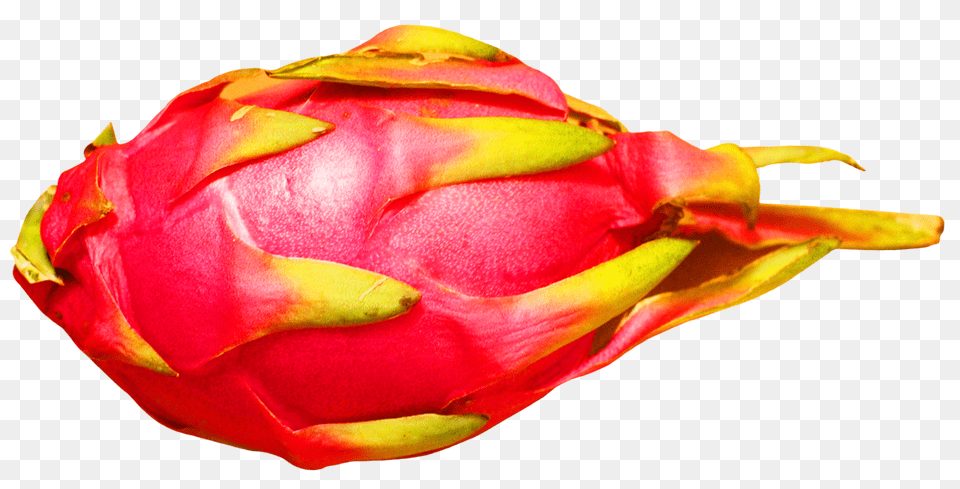 Dragon Fruit Image, Flower, Plant, Rose, Food Png