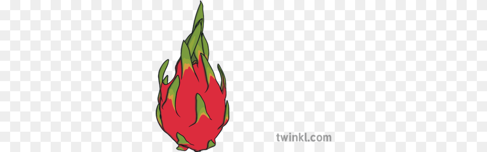 Dragon Fruit Pitaya Cactus Healthy Eating Food Ks1 Illustration, Leaf, Plant, Flower, Rose Png