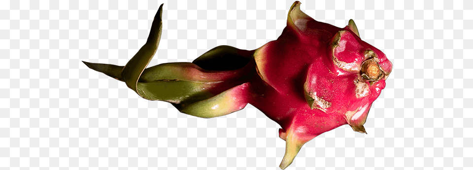 Dragon Fruit Shake Costus Family, Food, Plant, Produce, Flower Png