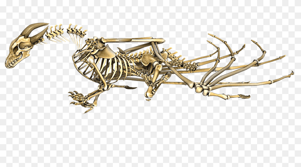 Dragon Horned Skeleton, Animal, Dinosaur, Reptile Free Transparent Png