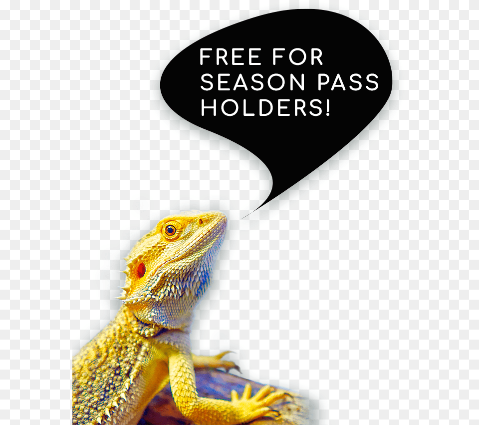 Dragon Lizard, Animal, Reptile, Gecko, Iguana Free Transparent Png