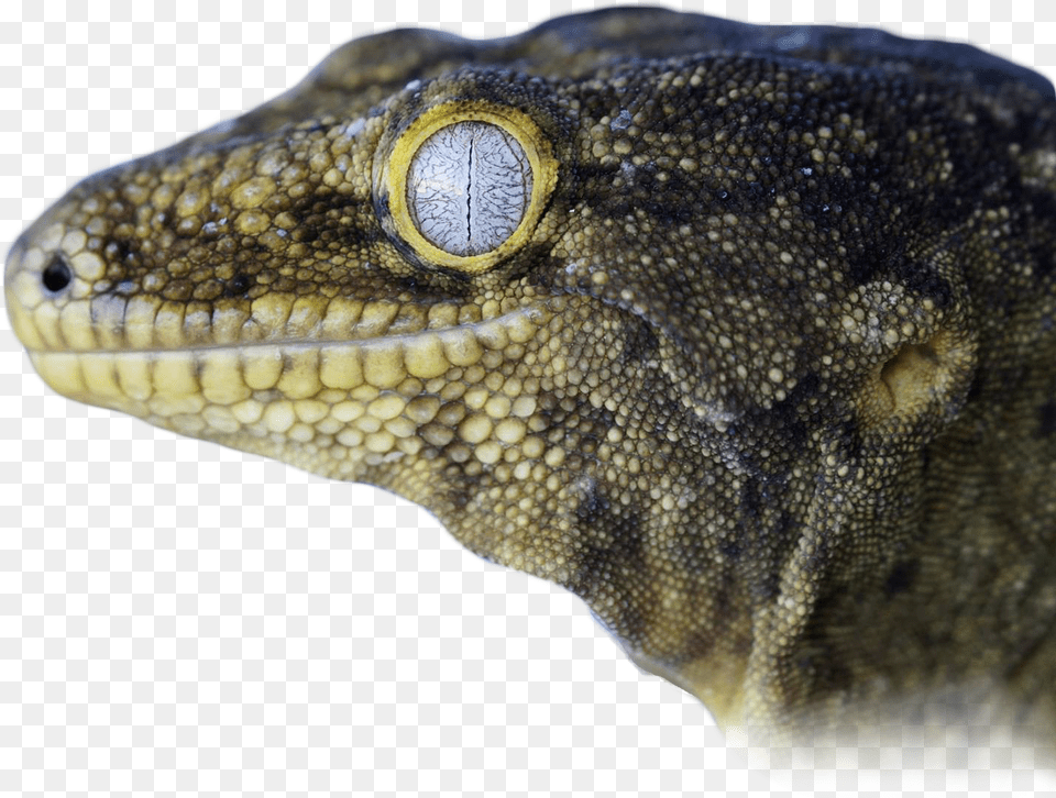 Dragon Lizard, Animal, Gecko, Reptile, Anole Png