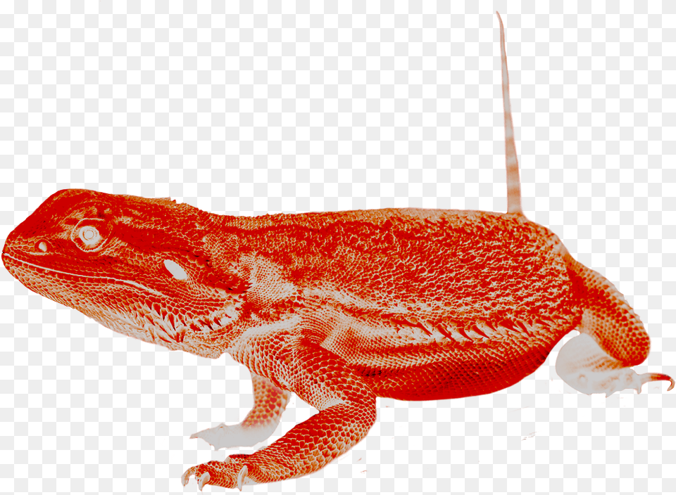 Dragon Lizard, Animal, Reptile, Gecko, Iguana Png