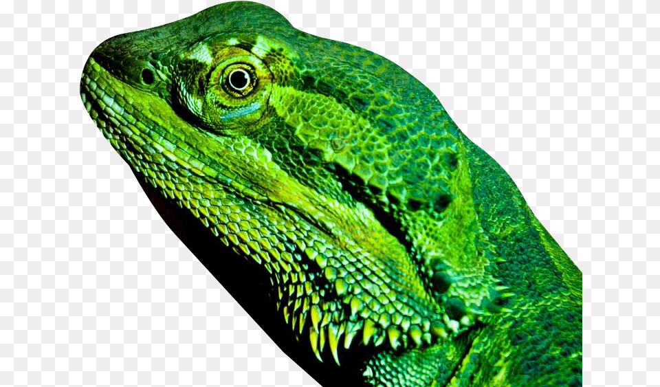Dragon Lizard Lizard, Animal, Reptile, Green Lizard, Iguana Png