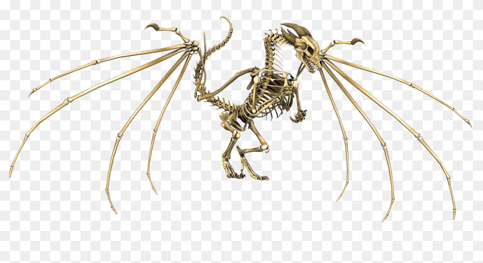 Dragon Skeleton, Animal, Invertebrate, Spider Free Transparent Png