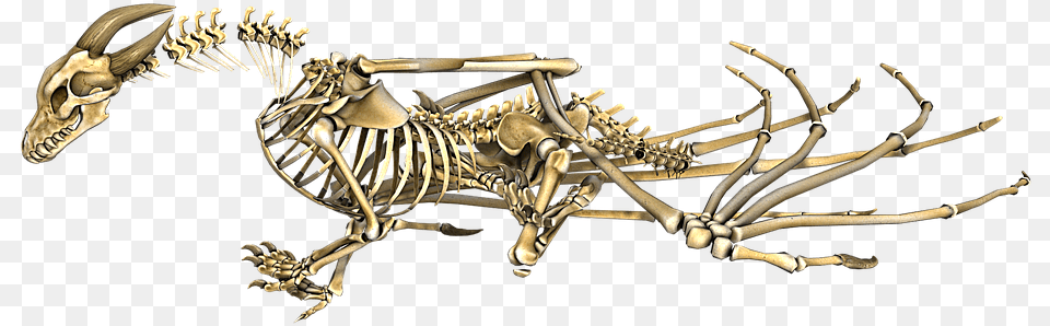 Dragon Skeleton, Animal, Dinosaur, Reptile Png Image