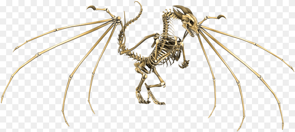 Dragon Skeleton Skeleton Dragon Dnd, Animal, Invertebrate, Spider, Antelope Free Transparent Png