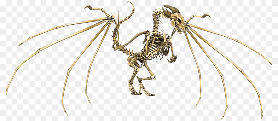 Dragon Skeleton Wings Flying Fantasy Fairytale Skeleton Dragon Dnd, Animal, Invertebrate, Spider Png Image