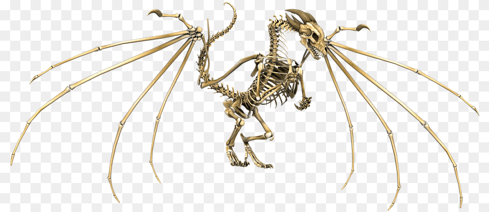 Dragon Skull Dragon Skeleton Wings Flying Fantasy Skeleton Dragon Dnd, Animal, Invertebrate, Spider Free Png Download