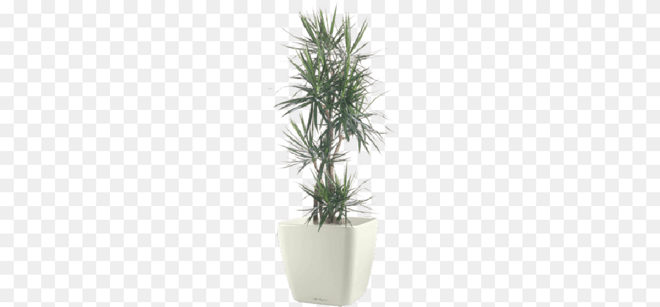 Dragon Tree Dracaena Cincta, Plant, Potted Plant, Pottery Png