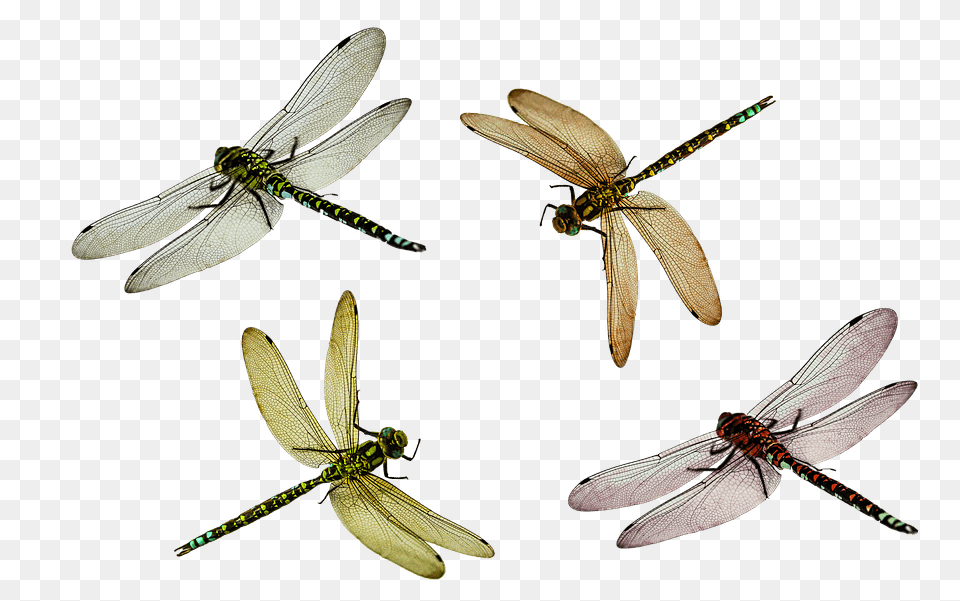 Dragonflies, Animal, Insect, Invertebrate, Dragonfly Free Png Download