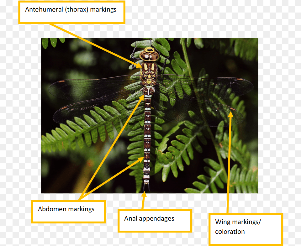 Dragonflies And Damseflies, Animal, Insect, Invertebrate, Fern Free Png Download
