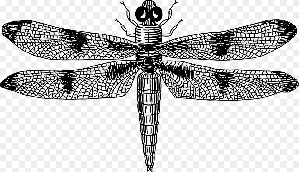 Dragonflies Black And White, Gray Free Transparent Png