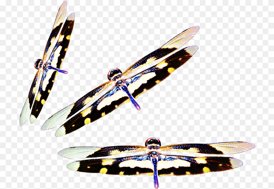 Dragonflies Three Insect Nate Wings Surfboard, Animal, Invertebrate, Dragonfly Free Png Download