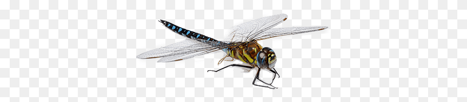 Dragonfly, Animal, Insect, Invertebrate, Bee Free Transparent Png