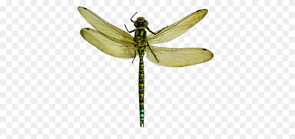 Dragonfly, Animal, Insect, Invertebrate Png Image