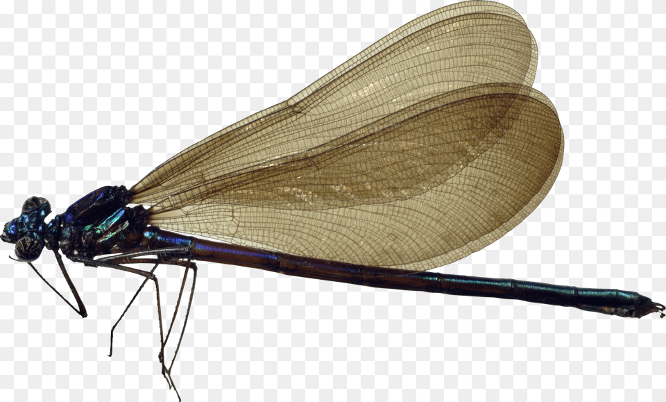 Dragonfly, Animal, Insect, Invertebrate Free Png Download