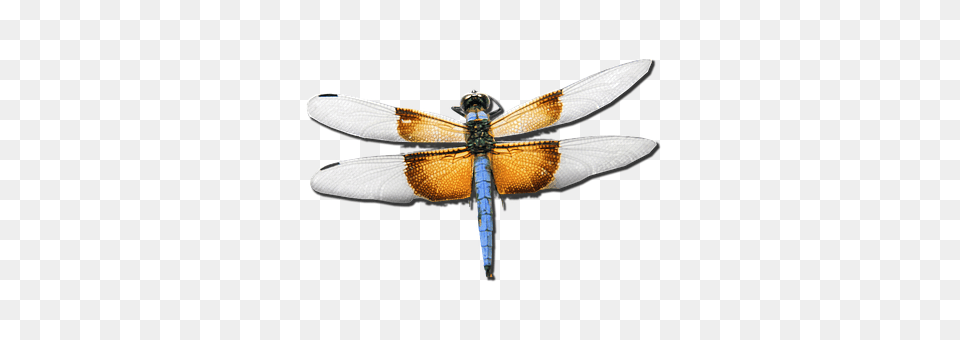 Dragonfly Animal, Insect, Invertebrate Free Png