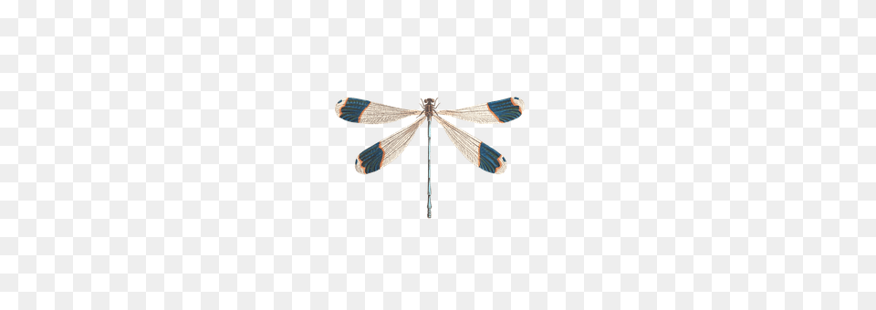 Dragonfly Animal, Insect, Invertebrate Png