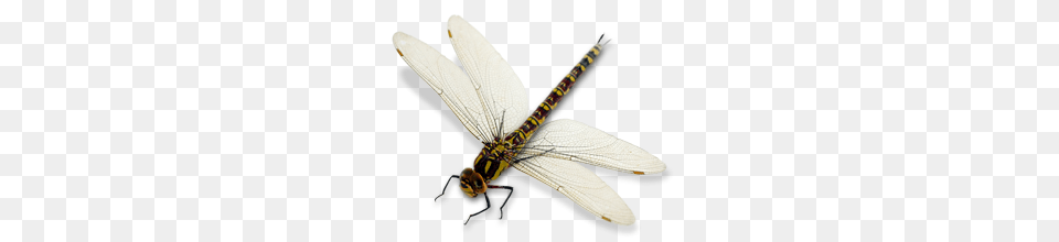 Dragonfly, Animal, Insect, Invertebrate, Bow Free Transparent Png