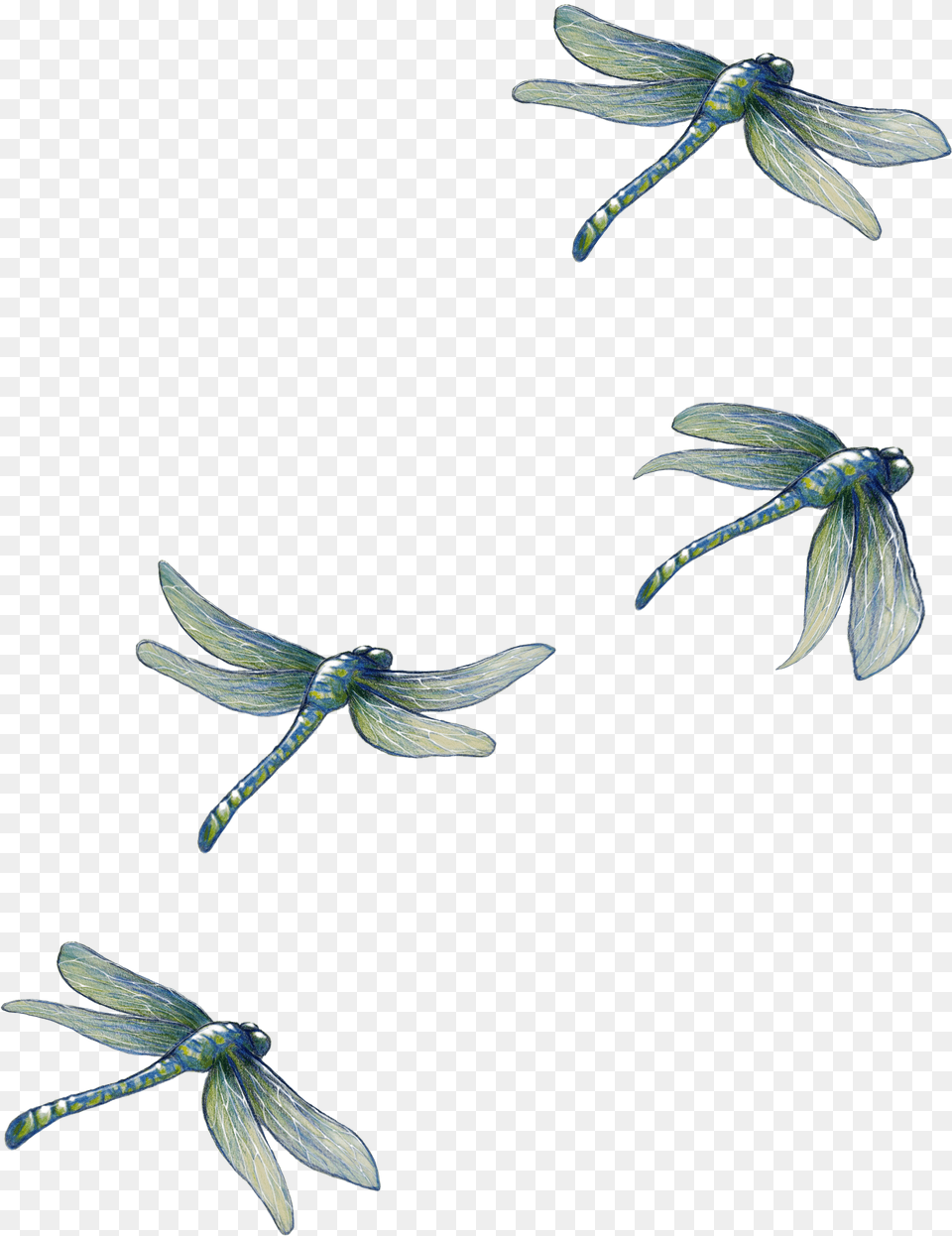 Dragonfly, Animal, Insect, Invertebrate Png Image