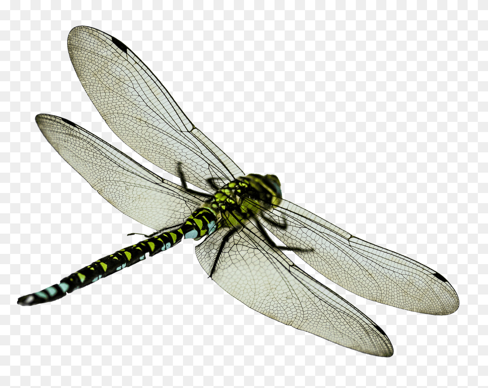 Dragonfly, Animal, Insect, Invertebrate Png