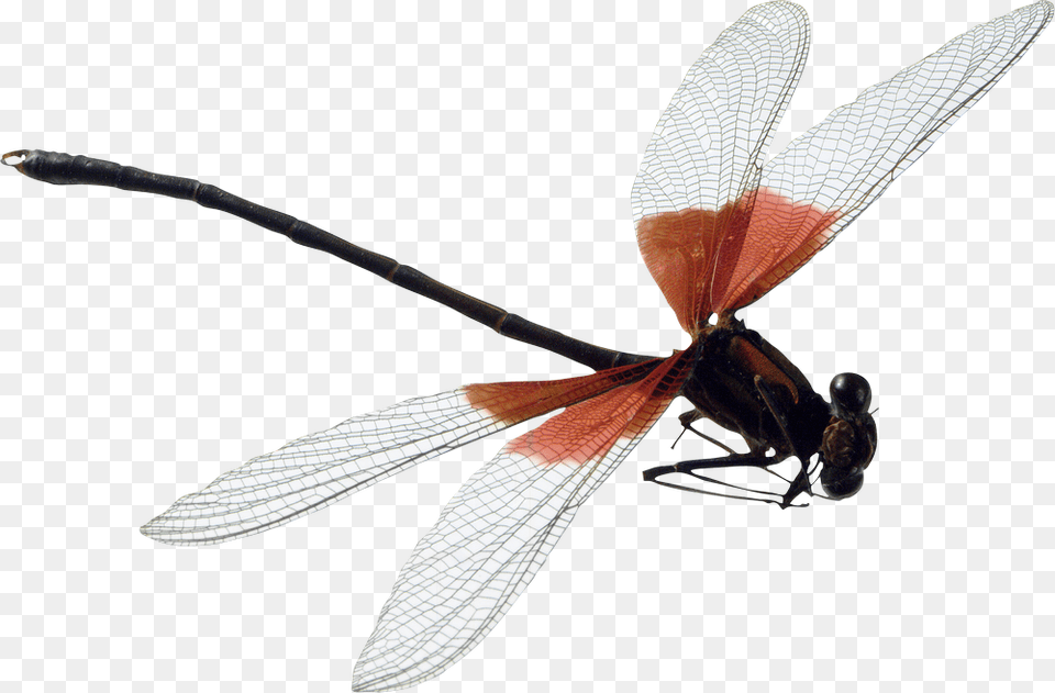 Dragonfly, Animal, Insect, Invertebrate Png