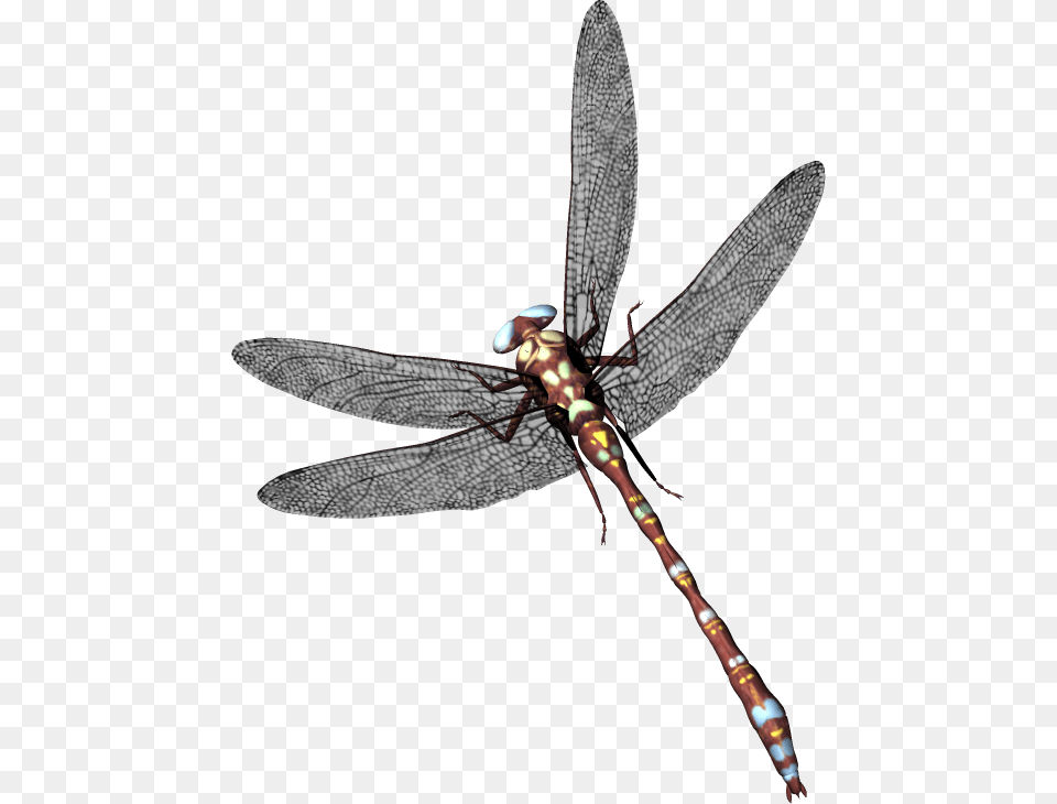 Dragonfly, Animal, Insect, Invertebrate Free Transparent Png
