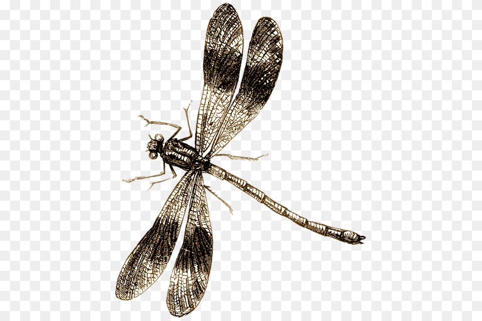 Dragonfly, Animal, Insect, Invertebrate Free Png Download