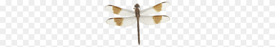 Dragonfly, Animal, Insect, Invertebrate, Appliance Png