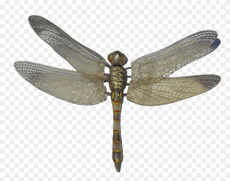 Dragonfly, Animal, Insect, Invertebrate Png