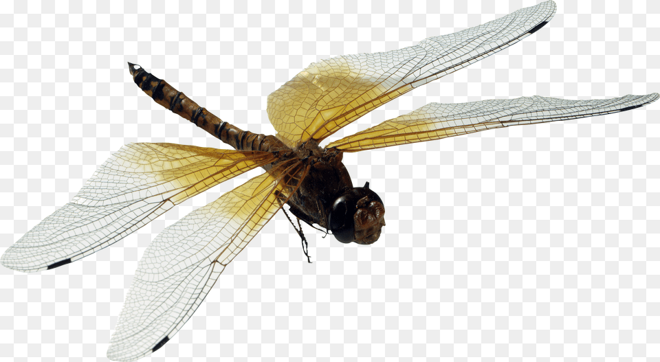 Dragonfly, Animal, Insect, Invertebrate Free Transparent Png