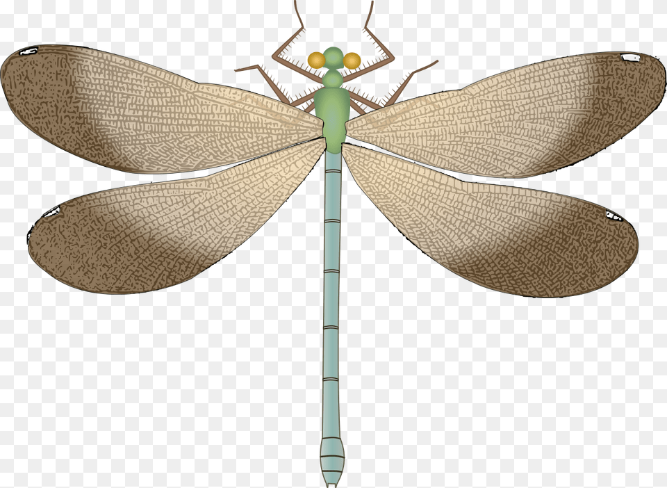 Dragonfly, Animal, Insect, Invertebrate Free Png Download