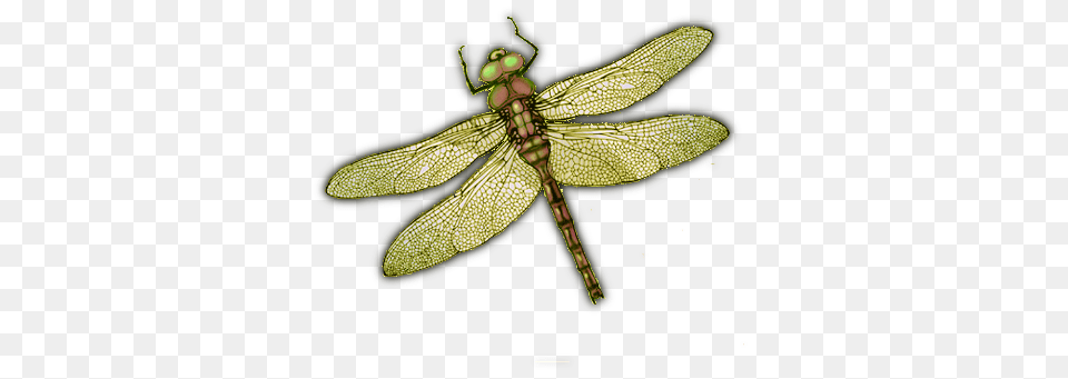 Dragonfly, Animal, Insect, Invertebrate Png Image