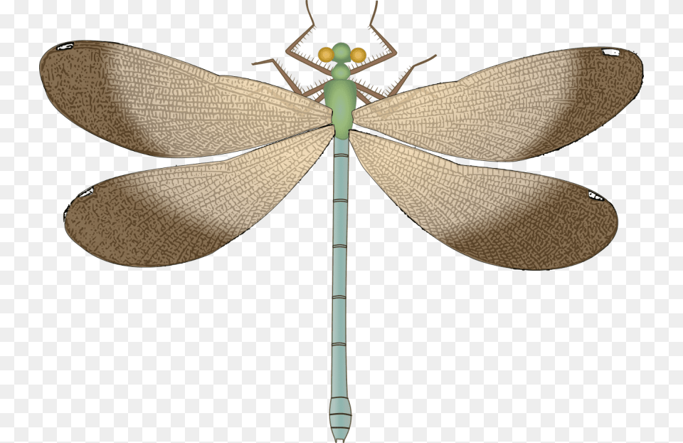 Dragonfly, Animal, Insect, Invertebrate Png Image