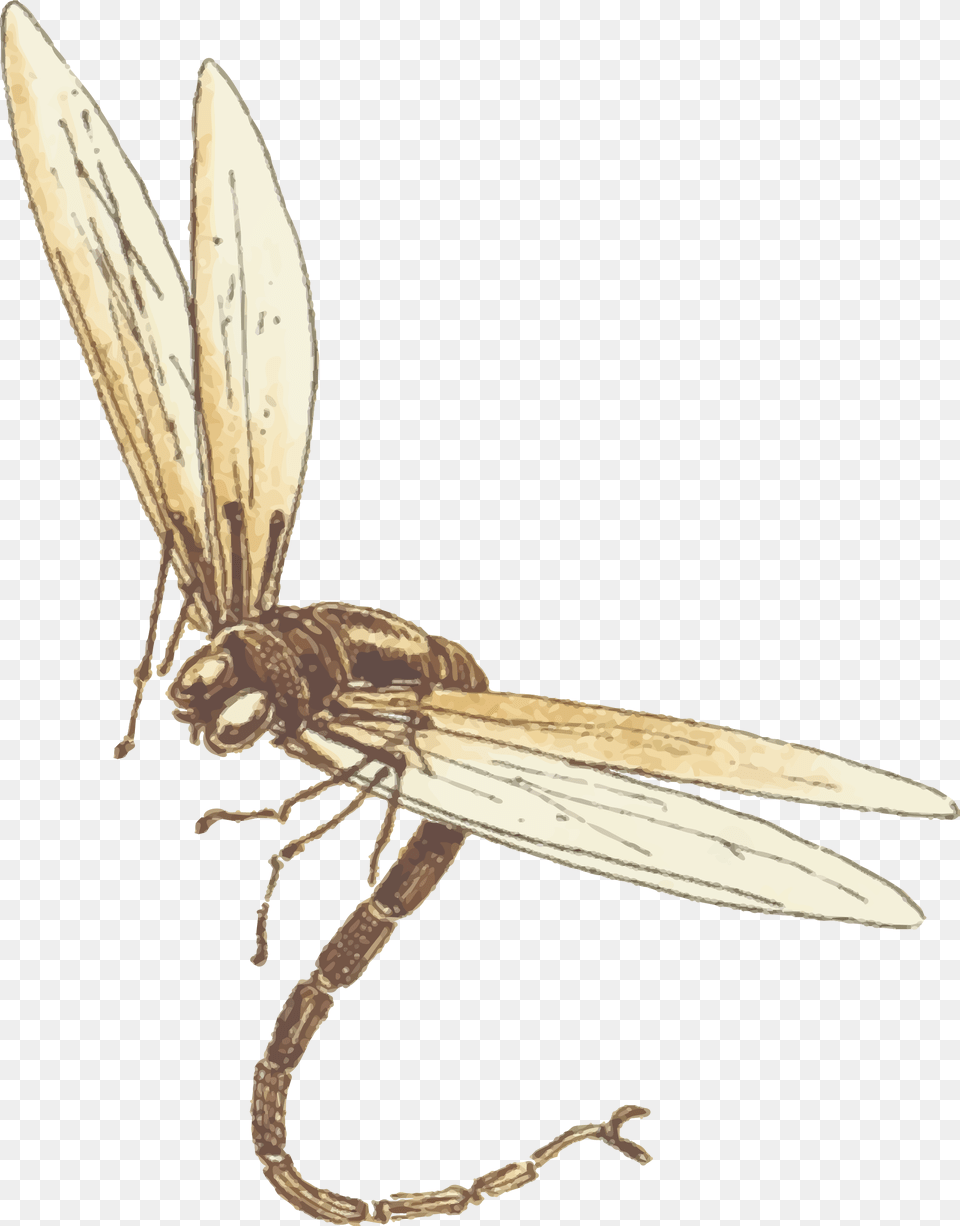 Dragonfly, Animal, Blade, Dagger, Knife Png