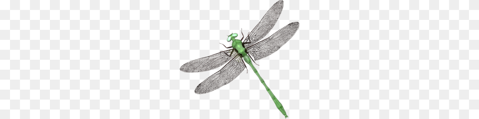 Dragonfly, Animal, Insect, Invertebrate Png Image