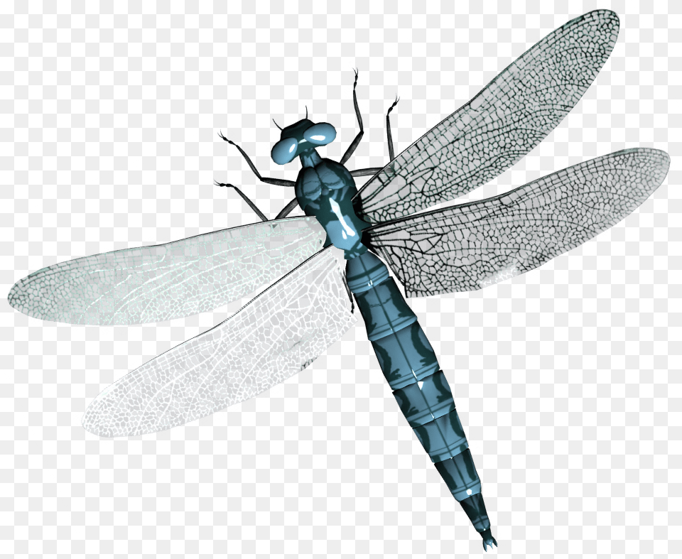 Dragonfly, Animal, Insect, Invertebrate Png Image