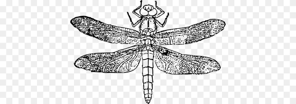 Dragonfly Gray Png Image