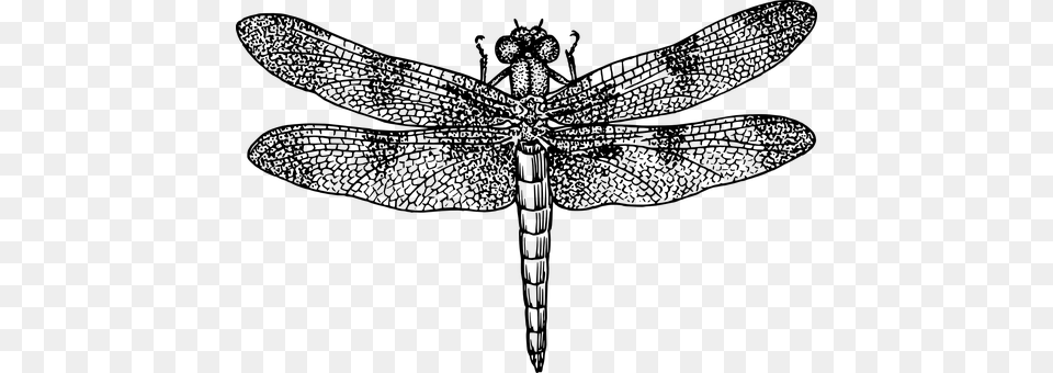 Dragonfly Gray Free Png