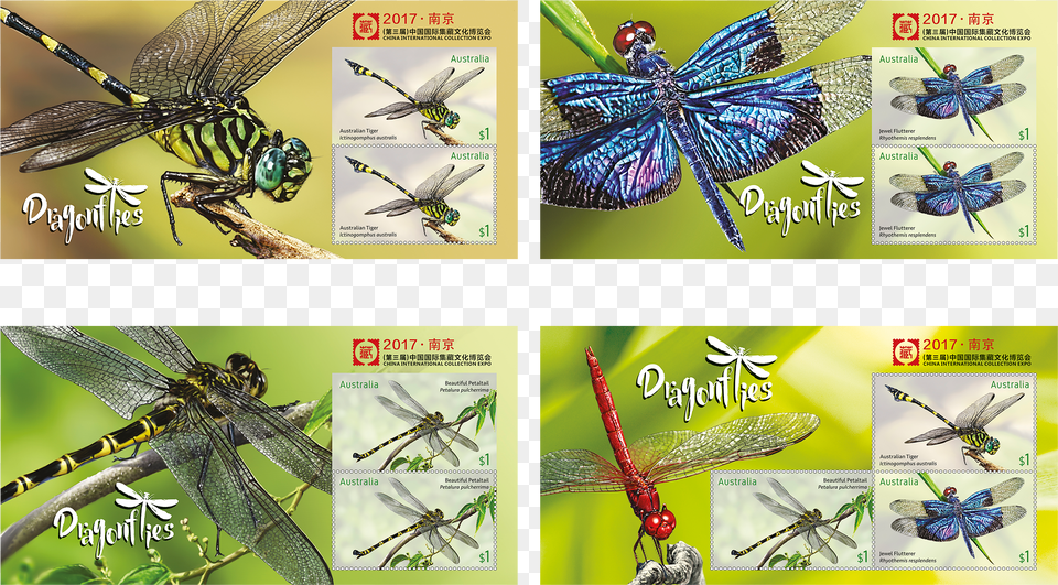 Dragonfly Png