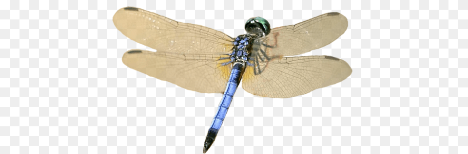 Dragonfly, Animal, Insect, Invertebrate Png