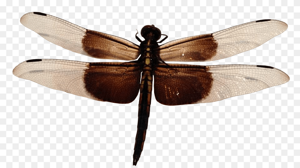 Dragonfly, Animal, Insect, Invertebrate Free Transparent Png